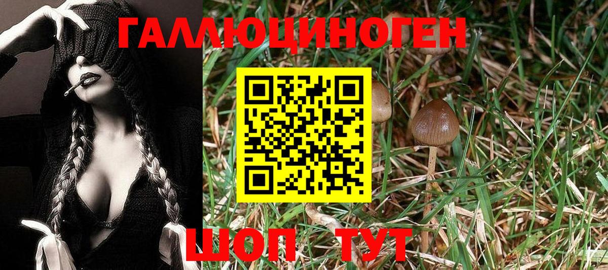 Галлюциногенные грибы Psilocybine cubensis Лесозаводск